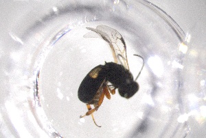  (Chelonus patbat - 24BBHS23-E9)  @11 [ ] CreativeCommons - Attribution (2025) The University of Adelaide The University of Adelaide