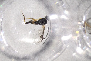  ( - 24BBHS23-F7)  @11 [ ] CreativeCommons - Attribution (2025) The University of Adelaide The University of Adelaide