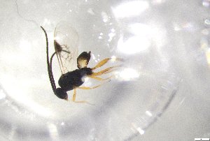  ( - 24BBHS24-D5)  @11 [ ] CreativeCommons - Attribution (2025) The University of Adelaide The University of Adelaide