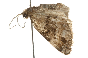  ( - 09BBELE-0983)  @12 [ ] CreativeCommons - Attribution (2009) CBG Photography Group Centre for Biodiversity Genomics