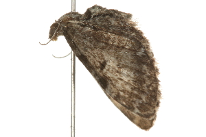  ( - 09BBELE-0101)  @12 [ ] CreativeCommons - Attribution (2009) CBG Photography Group Centre for Biodiversity Genomics