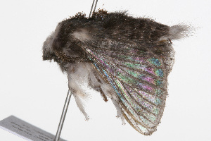  ( - 09BBELE-0520)  @12 [ ] CreativeCommons - Attribution (2009) CBG Photography Group Centre for Biodiversity Genomics