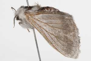  ( - 09BBELE-0536)  @12 [ ] CreativeCommons - Attribution (2009) CBG Photography Group Centre for Biodiversity Genomics