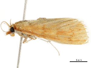  ( - BIOUG01546-B04)  @12 [ ] CreativeCommons - Attribution (2019) CBG Photography Group Centre for Biodiversity Genomics