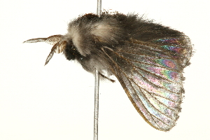  ( - 09BBELE-1031)  @12 [ ] CreativeCommons - Attribution (2009) CBG Photography Group Centre for Biodiversity Genomics