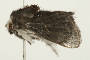  ( - 09BBELE-1032)  @12 [ ] CreativeCommons - Attribution (2009) CBG Photography Group Centre for Biodiversity Genomics