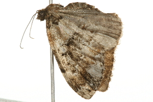  ( - 09BBELE-1460)  @12 [ ] CreativeCommons - Attribution (2009) CBG Photography Group Centre for Biodiversity Genomics