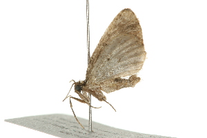  ( - 09BBELE-1501)  @12 [ ] CreativeCommons - Attribution (2009) CBG Photography Group Centre for Biodiversity Genomics