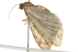  ( - 09BBELE-1515)  @12 [ ] CreativeCommons - Attribution (2009) CBG Photography Group Centre for Biodiversity Genomics