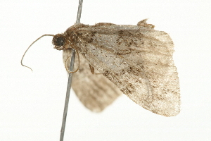  ( - 09BBELE-1542)  @12 [ ] CreativeCommons - Attribution (2009) CBG Photography Group Centre for Biodiversity Genomics