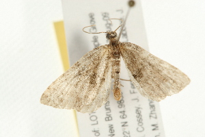  ( - 09BBELE-1549)  @12 [ ] CreativeCommons - Attribution (2009) CBG Photography Group Centre for Biodiversity Genomics