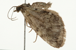  ( - 09BBELE-1833)  @13 [ ] CreativeCommons - Attribution (2009) CBG Photography Group Centre for Biodiversity Genomics