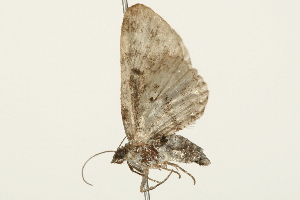  ( - 09BBELE-1914)  @12 [ ] CreativeCommons - Attribution (2010) CBG Photography Group Centre for Biodiversity Genomics