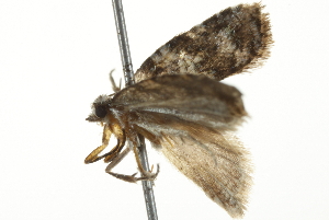  ( - 10BBCLP-2027)  @12 [ ] CreativeCommons - Attribution (2011) CBG Photography Group Centre for Biodiversity Genomics