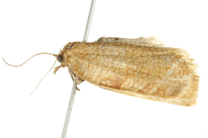  ( - 10BBCLP-2500)  @12 [ ] CreativeCommons - Attribution (2011) CBG Photography Group Centre for Biodiversity Genomics