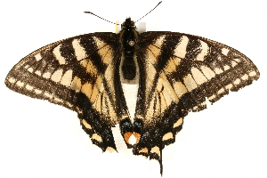  (Papilionidae - 09BBELE-2636)  @16 [ ] CC-0 (2010) CBG Photography Group Centre for Biodiversity Genomics