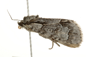  ( - 09BBELE-2544)  @12 [ ] CreativeCommons - Attribution (2010) CBG Photography Group Centre for Biodiversity Genomics