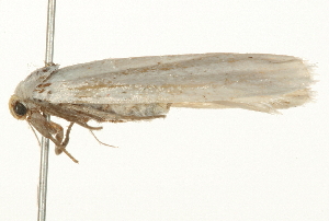  ( - 09BBLEP-03200)  @12 [ ] CreativeCommons - Attribution (2009) CBG Photography Group Centre for Biodiversity Genomics