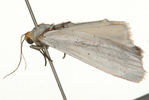  ( - 09BBLEP-03867)  @12 [ ] CreativeCommons - Attribution (2009) CBG Photography Group Centre for Biodiversity Genomics