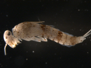  (Pseudocloeon ephippiatum - BIOUG00643-C03)  @12 [ ] CreativeCommons - Attribution (2011) Centre for Biodiversity Genomics Centre for Biodiversity Genomics