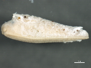  ( - BIOUG00776-B07)  @13 [ ] CreativeCommons - Attribution (2012) CBG Photography Group Centre for Biodiversity Genomics