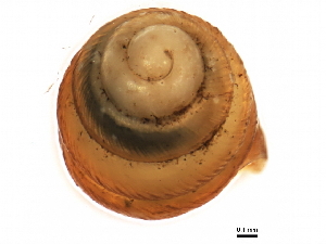  ( - BIOUG00776-F01)  @12 [ ] CreativeCommons - Attribution (2012) CBG Photography Group Centre for Biodiversity Genomics