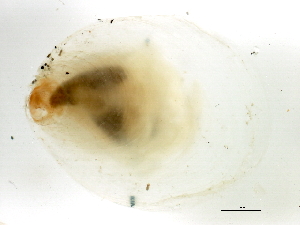  ( - BIOUG00776-G02)  @13 [ ] CreativeCommons - Attribution (2012) CBG Photography Group Centre for Biodiversity Genomics