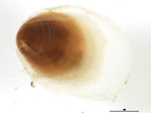  ( - BIOUG00776-G03)  @12 [ ] CreativeCommons - Attribution (2012) CBG Photography Group Centre for Biodiversity Genomics