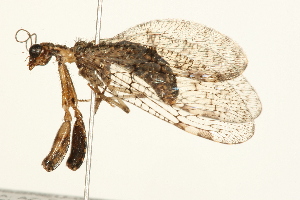  (Plega dactylota - 09BBNEU-0027)  @13 [ ] CreativeCommons - Attribution (2009) CBG Photography Group Centre for Biodiversity Genomics