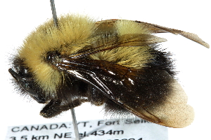 (Bombus perplexus - 06717D11-YT)  @16 [ ] CreativeCommons - Attribution Non-Commercial Share-Alike (2015) CBG Photography Group Centre for Biodiversity Genomics