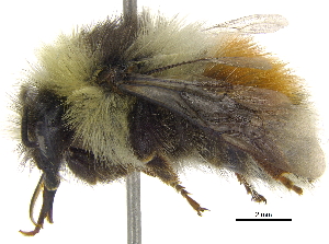  (Bombus lapponicus - 06717F11-NT)  @16 [ ] CreativeCommons - Attribution Non-Commercial Share-Alike (2015) CBG Photography Group Centre for Biodiversity Genomics