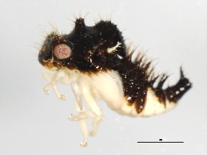  ( - 09BBEHE-086)  @12 [ ] CreativeCommons - Attribution (2009) CBG Photography Group Centre for Biodiversity Genomics