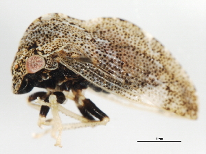  ( - 09BBEHE-087)  @12 [ ] CreativeCommons - Attribution (2009) CBG Photography Group Centre for Biodiversity Genomics