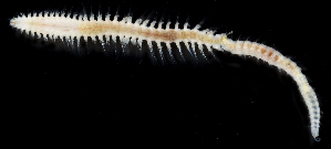 ( - 3089_DNA)  @11 [ ] CreativeCommons  Attribution Non-Commercial Share-Alike (2019) Gustav Paulay Florida Museum of Natural History