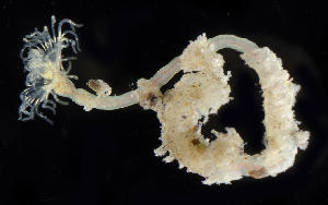  ( - 3186_DNA)  @11 [ ] CreativeCommons  Attribution Non-Commercial Share-Alike (2019) Gustav Paulay Florida Museum of Natural History