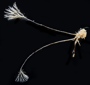  ( - 3880_DNA)  @11 [ ] CreativeCommons  Attribution Non-Commercial Share-Alike (2019) Gustav Paulay Florida Museum of Natural History