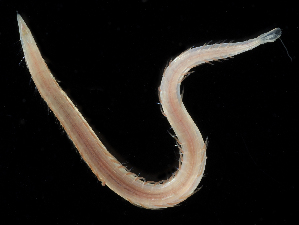  ( - 4343_DNA)  @11 [ ] CreativeCommons  Attribution Non-Commercial Share-Alike (2019) Gustav Paulay Florida Museum of Natural History