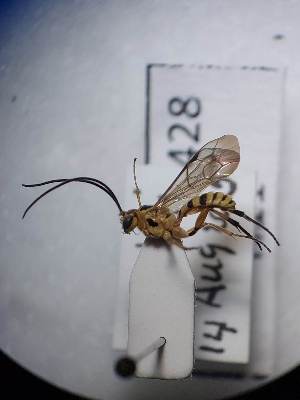  (Gilen - CCDB-45428-H11)  @11 [ ] CreativeCommons  Attribution Non-Commercial Share-Alike (2023) Kittipum Chansri Collection of the Insect Museum, Chulalongkorn University Museum of Natural History, Bangkok, Thailand