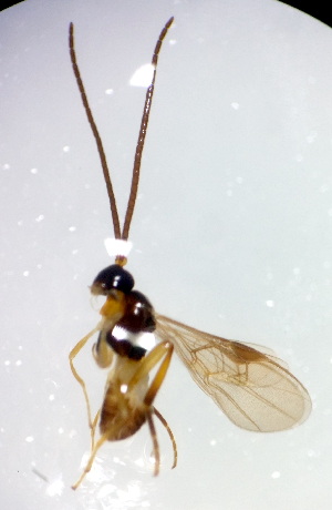  ( - MGM0298)  @11 [ ] CreativeCommons  Attribution Non-Commercial Share-Alike (2023) Mostafa Ghafouri Moghaddam Collection of the Insect Museum, Chulalongkorn University Museum of Natural History, Bangkok, Thailand