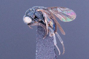  (Bupon - CCDB-47577-H01)  @11 [ ] CreativeCommons - Attribution (2024) Ranjith AP Chulalongkorn University