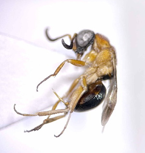  (Atoposega - MGM0409)  @11 [ ] CreativeCommons  Attribution Non-Commercial Share-Alike (2024) Mostafa Ghafouri Moghaddam Collection of the Insect Museum, Chulalongkorn University Museum of Natural History, Bangkok, Thailand