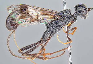  (Pristaulacus MGM04 - MGM0412)  @11 [ ] CreativeCommons  Attribution Non-Commercial Share-Alike (2024) Mostafa Ghafouri Moghaddam Collection of the Insect Museum, Chulalongkorn University Museum of Natural History, Bangkok, Thailand