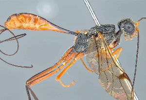  (Pristaulacus MGM02 - MGM0413)  @11 [ ] CreativeCommons  Attribution Non-Commercial Share-Alike (2024) Mostafa Ghafouri Moghaddam Collection of the Insect Museum, Chulalongkorn University Museum of Natural History, Bangkok, Thailand