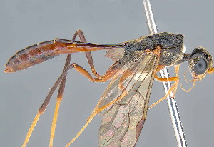  (Pristaulacus MGM03 - MGM0414)  @11 [ ] CreativeCommons  Attribution Non-Commercial Share-Alike (2024) Mostafa Ghafouri Moghaddam Collection of the Insect Museum, Chulalongkorn University Museum of Natural History, Bangkok, Thailand