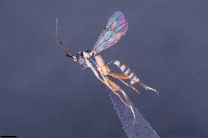  (Palpostilpnus sp. 3 - CCDB-47580-G10)  @11 [ ] CreativeCommons - Attribution (2024) Ranjith AP Chulalongkorn University