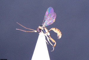  (Palpostilpnus - CCDB-47580-H05)  @11 [ ] CreativeCommons - Attribution (2024) Ranjith AP Chulalongkorn University