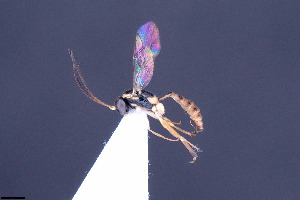  (Palpostilpnus sp. 5 - CCDB-47580-H06)  @11 [ ] CreativeCommons - Attribution (2024) Ranjith AP Chulalongkorn University