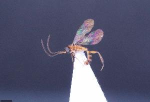  (Palpostilpnus sp. 6 - CCDB-47580-H07)  @11 [ ] CreativeCommons - Attribution (2024) Ranjith AP Chulalongkorn University