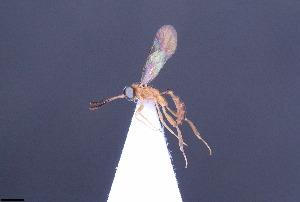  (Palpostilpnus sp. 7 - CCDB-47580-H08)  @11 [ ] CreativeCommons - Attribution (2024) Ranjith AP Chulalongkorn University