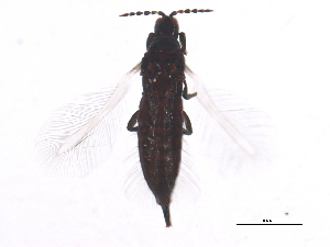  ( - 10BBTHY-0153)  @13 [ ] CreativeCommons - Attribution (2010) CBG Photography Group Centre for Biodiversity Genomics